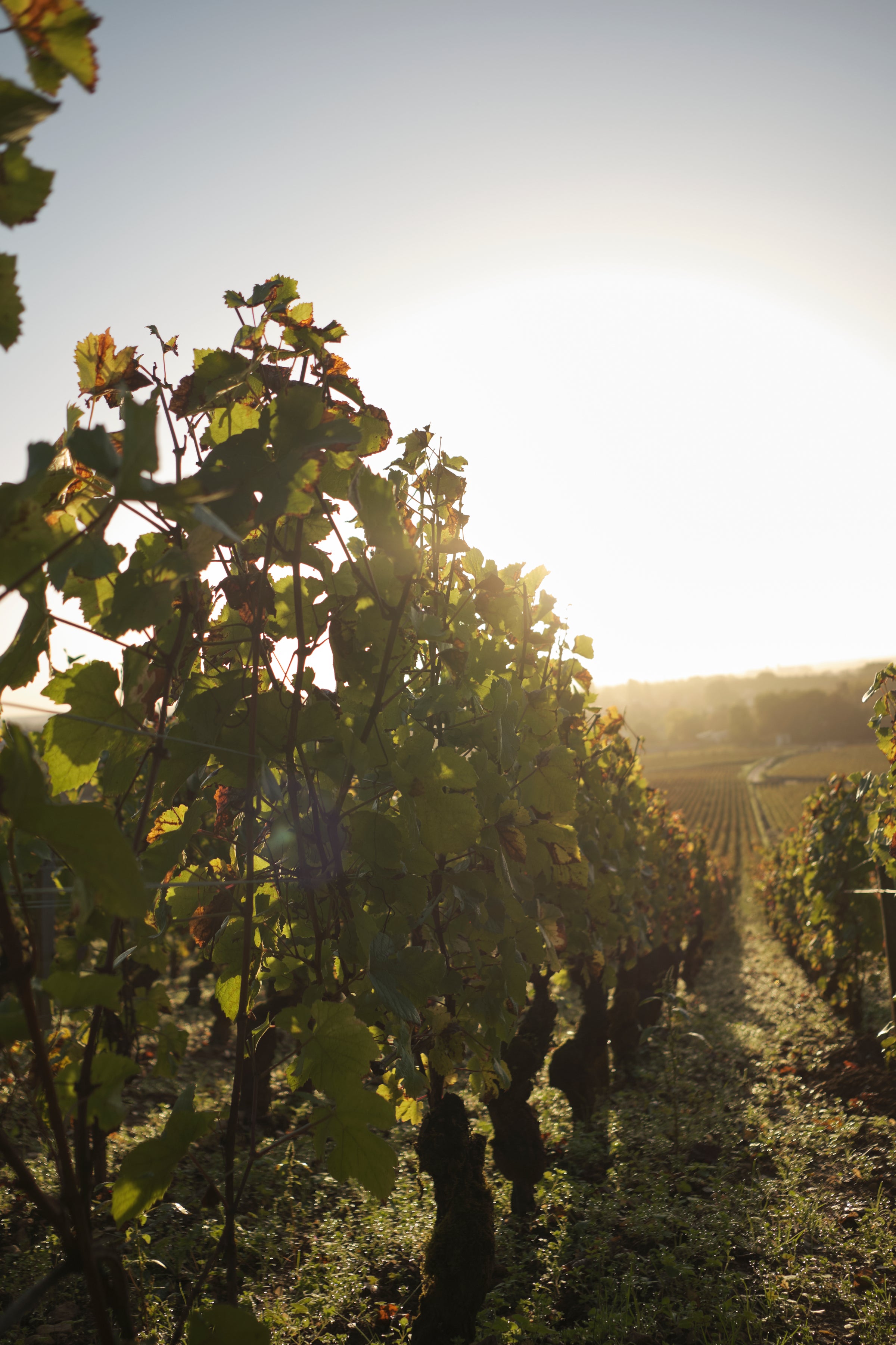 Domaine Modot-Guyon