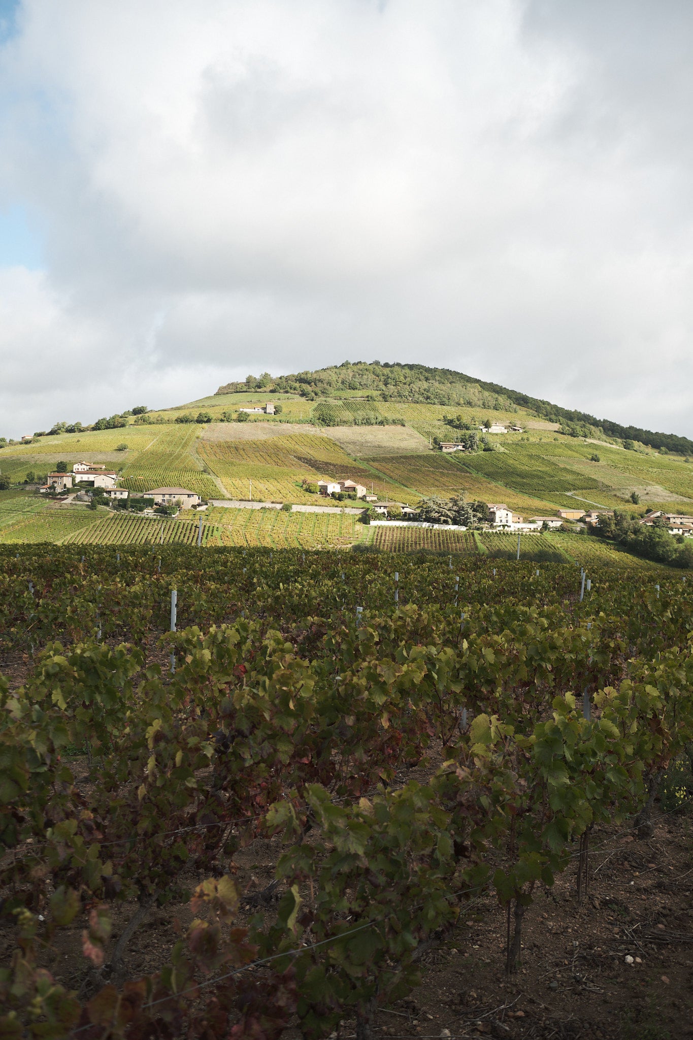 Domaine Azzara
