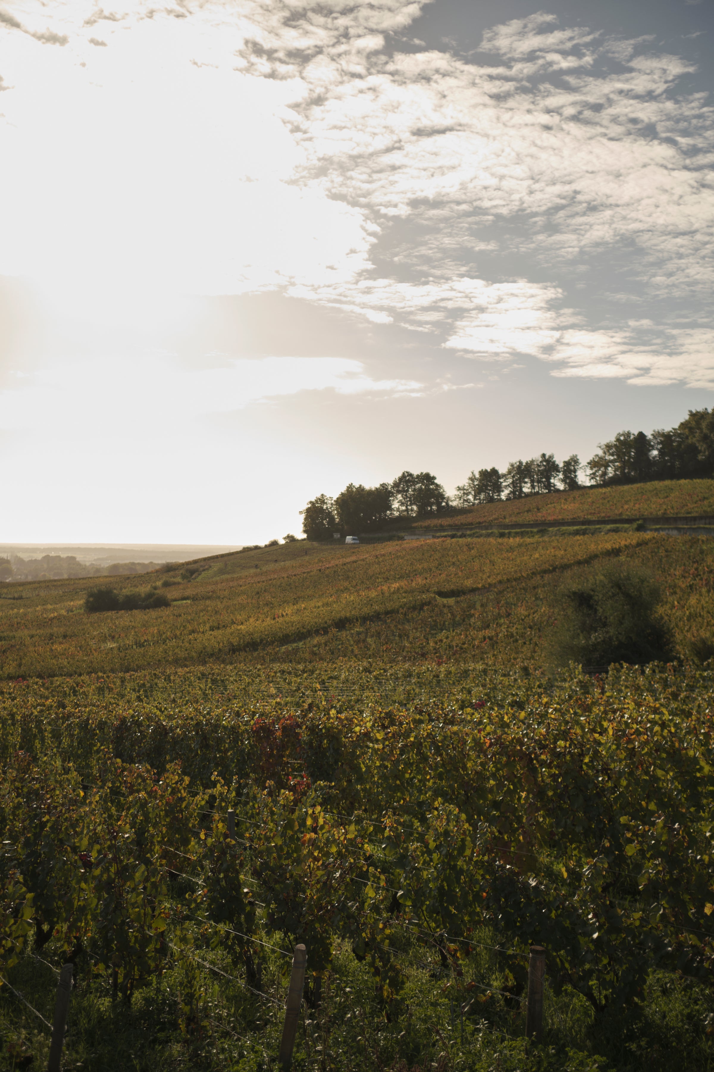 Domaine Modot-Guyon
