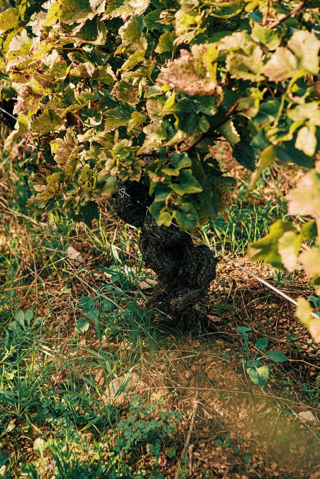 Domaine Audiffred