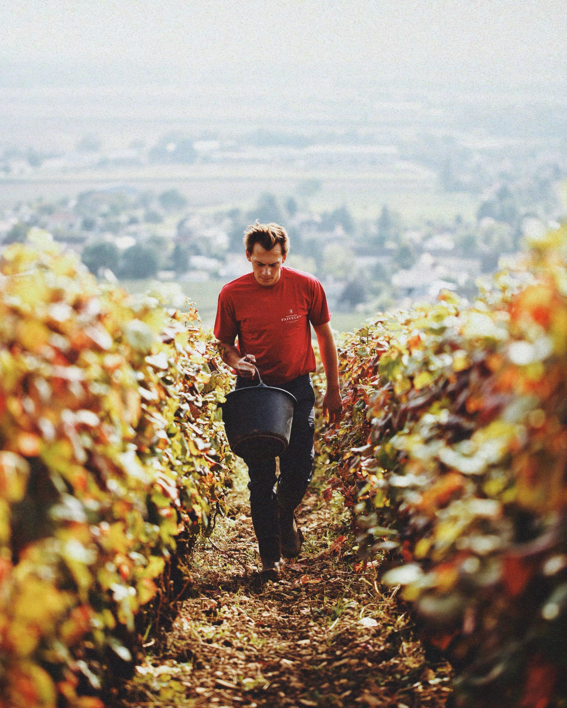 Domaine Adrien Emond