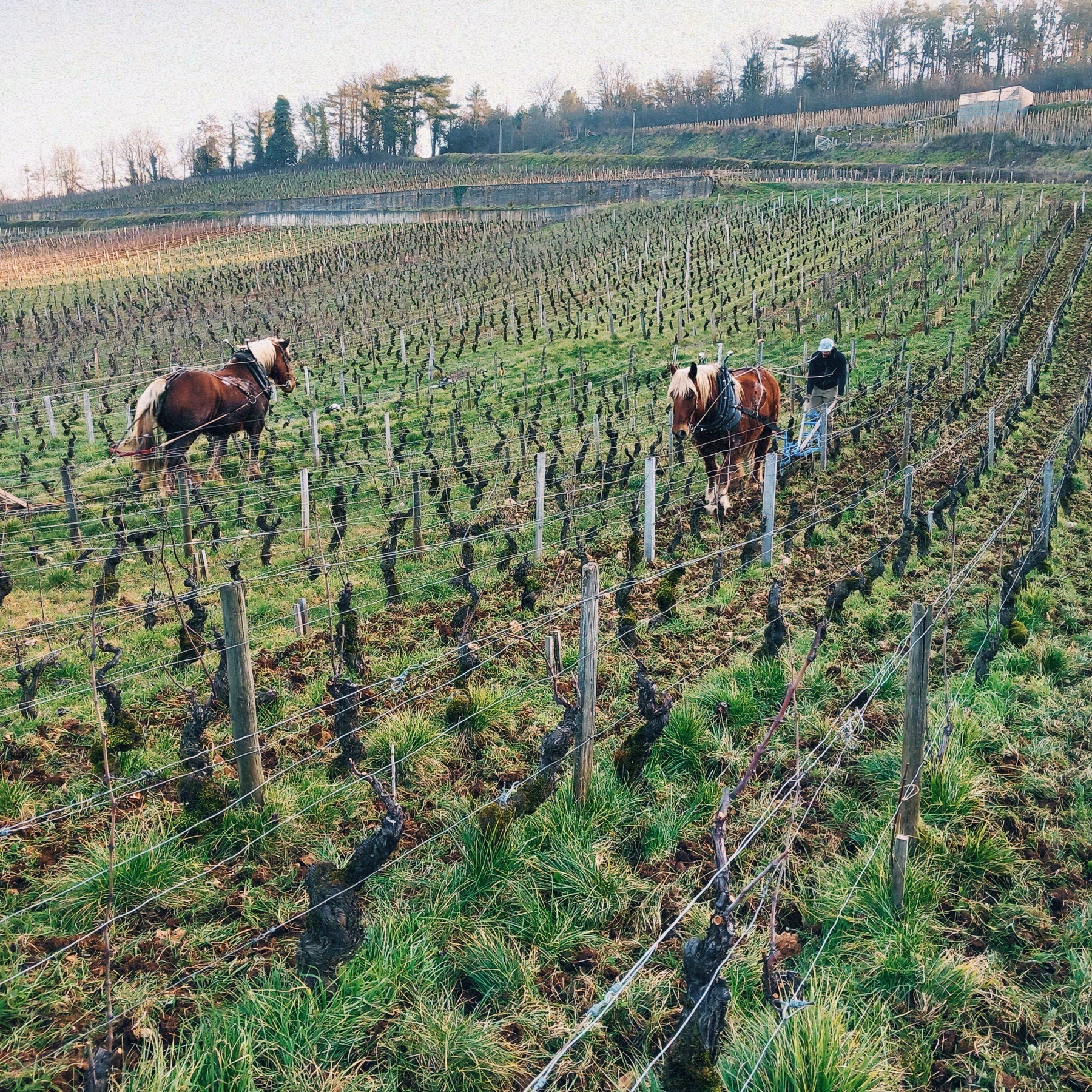 Domaine Modot-Guyon