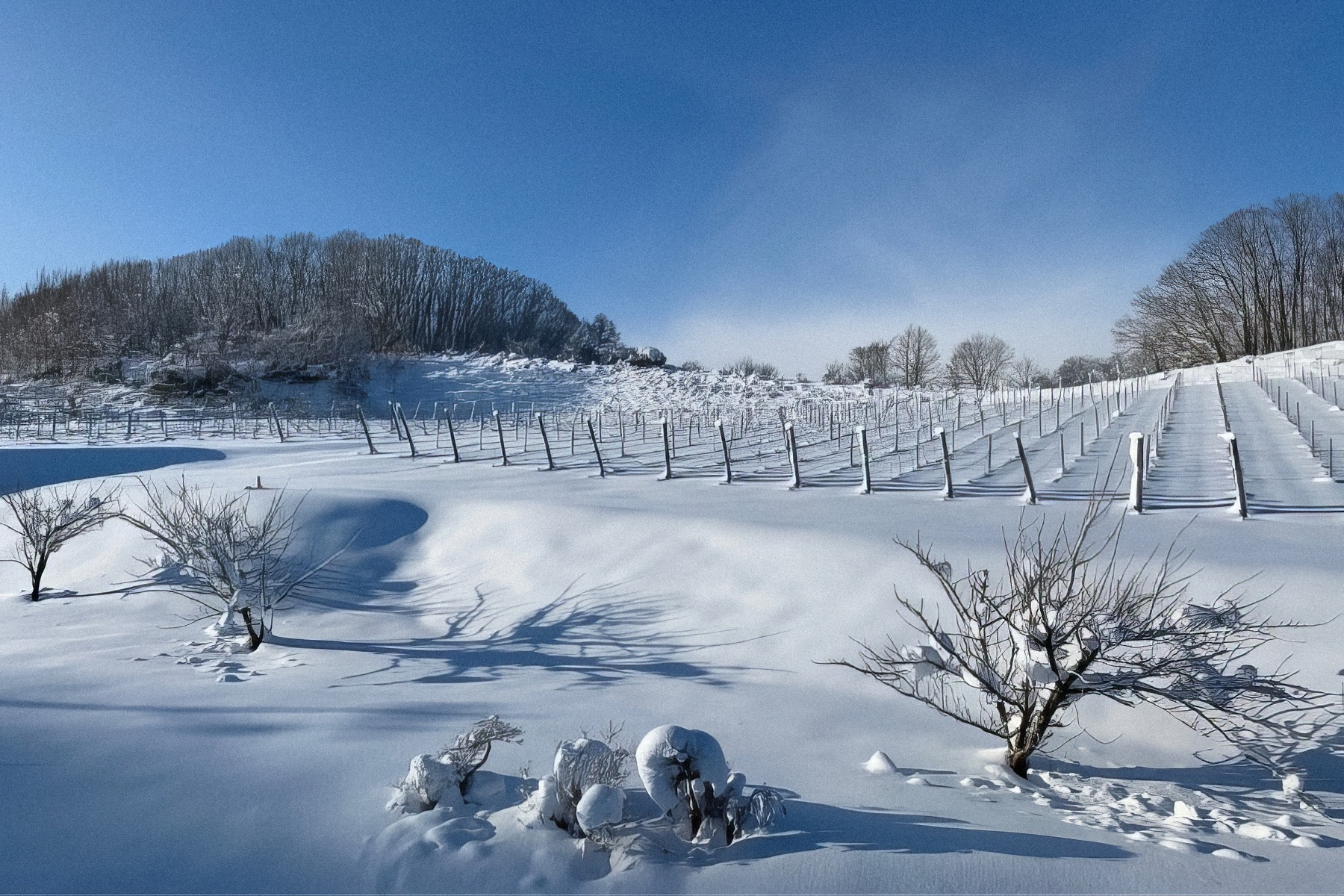 Domaine Mont